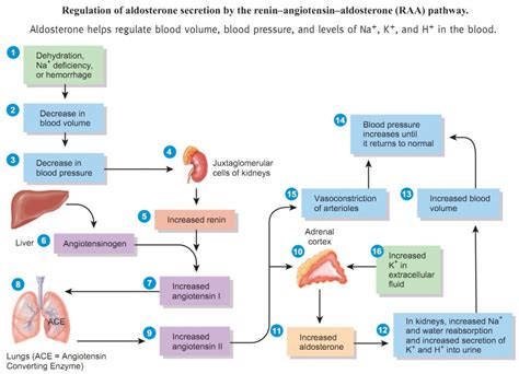 THE RAA PATHWAY – Outine/flashcard by Circulatory system