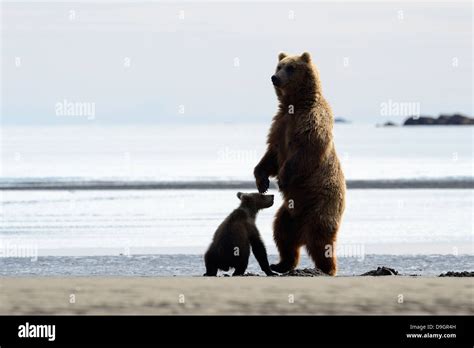 Grizzly Bear mother standing with cub Stock Photo - Alamy