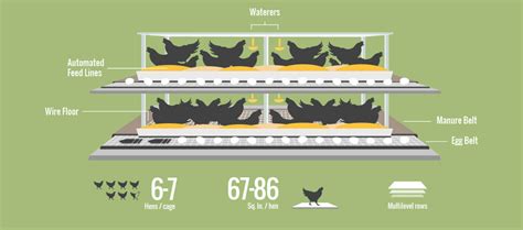 Sustainable Egg Farming - Dinners, Dishes, and Desserts