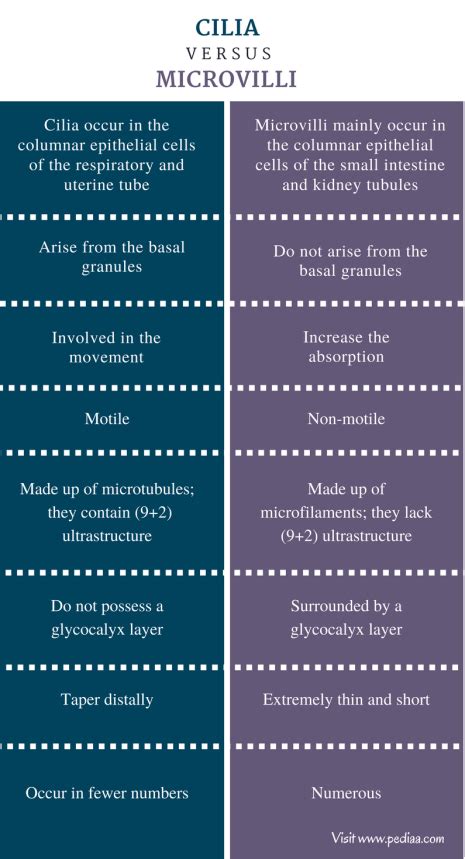 Difference Between Cilia and Microvilli | Structure, Characteristics ...