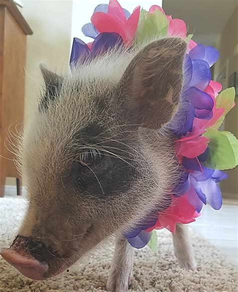 My pig during a tropical wedding : r/pigs