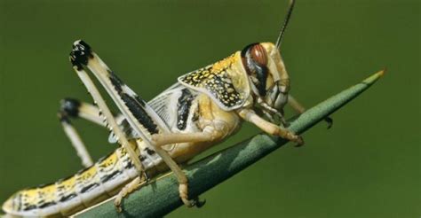 Locusts and Wild Honey: An Object Lesson? | Blog | Think Theology