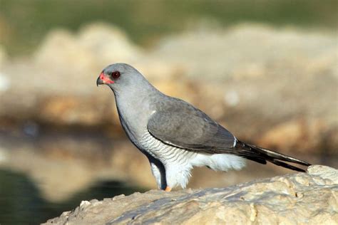 Gabar goshawk - Alchetron, The Free Social Encyclopedia