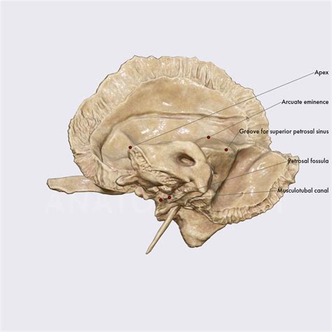 Petrous part of temporal bone | Skull | Head and Neck | Anatomy.app ...