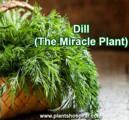 13 Wonderful Health Benefits Of Dill Weed (#11 Is Very Important)