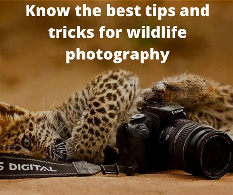 Know the best tips and tricks for wildlife photography - Wildlifekart ...