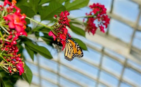 Butterfly at Phipps conservatory Pittsburgh | Phipps conservatory, Phipps, Conservatory