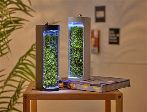 This eye-catching terrarium is the tabletop air purifier you never knew ...