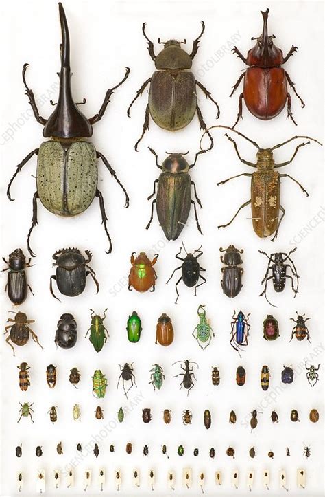 Entomology collection, mounted specimens - Stock Image - C016/5480 ...