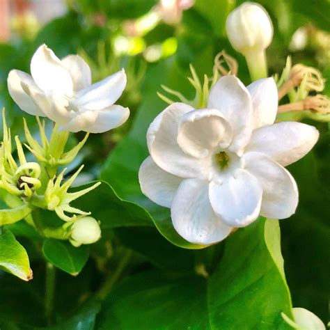 Potted White Jasmine Plant For Sale | Philippine Jasmine – Easy To Grow Bulbs