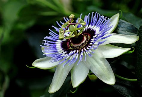 Blue Crown Passion Flower Photograph by Debbie Oppermann - Pixels