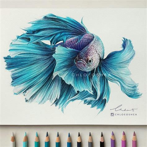 Pin by Abraham on koi | Fish drawings, Realistic drawings, Color pencil art