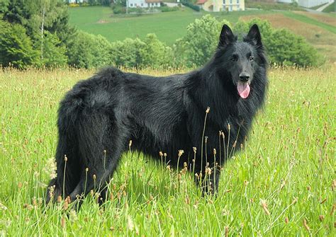 Belgian Shepherd Groenendael - Your Dog