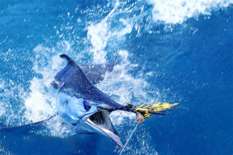 Marlin Fishing Stock Photos, Pictures & Royalty-Free Images - iStock