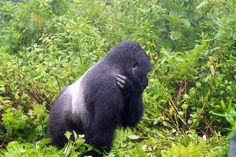 Gorilla trekking Africa, Gorilla trek Africa 2021-2022 — Rwanda Safaris