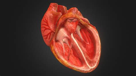 3d Animated Realistic Human Heart - V2.0 - Buy Royalty Free 3D model by Anatomy by Doctor Jana ...