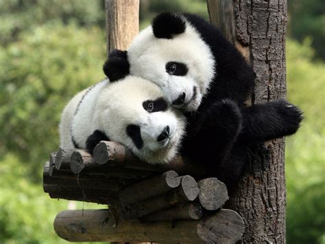 21 Animal hugging pictures (21 pics) | Amazing Creatures