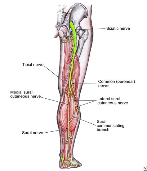 Nerve Entrapment: Lateral Sural Cutaneous Nerve Entrapment