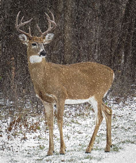 8 Point Buck Standing Proud Photograph by Patti Deters