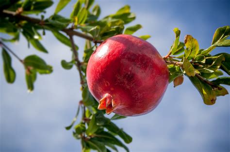 Learning How to Tell If A Pomegranate is Ripe to Pick