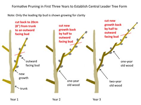 Formative Pruning, Central Leader Form – How to Prune Young Fruit Trees ...