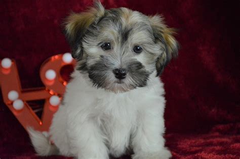 Havanese Puppies for Sale | Royal Flush Havanese