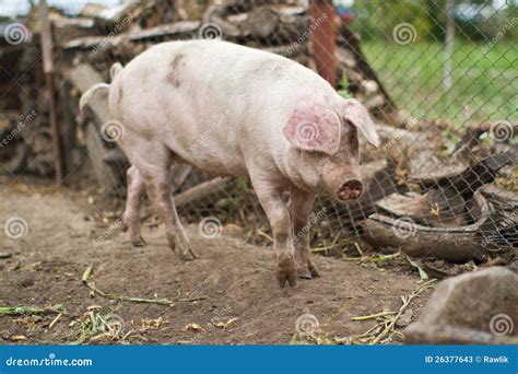 Large domestic pig farming stock image. Image of farming - 26377643