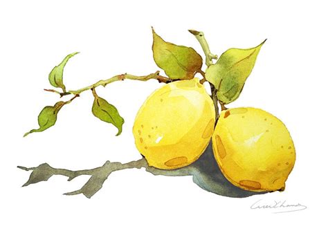 Lemon Painting Watercolor Lemon 5 by 7 print Watercolor