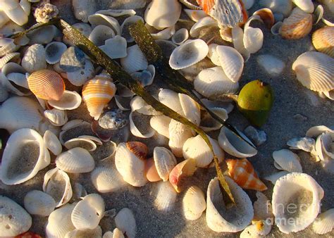 Sanibel Island Shells 4 Photograph by Nancy L Marshall - Fine Art America