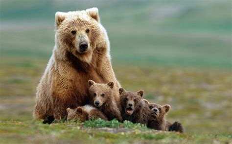 nature, Animals, Grizzly Bears, Bears, Baby Animals, Field, Grass, Depth Of Field Wallpapers HD ...