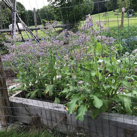 10 Reasons Why BORAGE Should Be In Your Garden