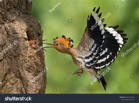 Hoopoe National Bird Israel Stock Photo 1891765285 | Shutterstock