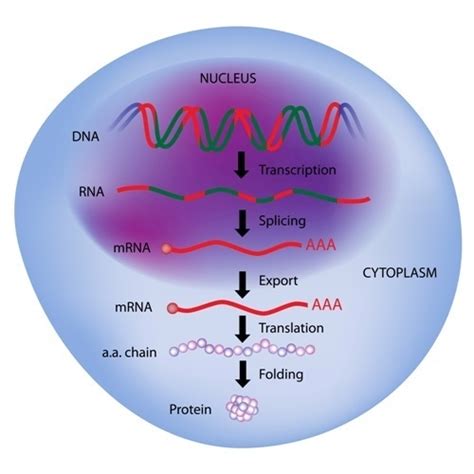 What is Transcription?