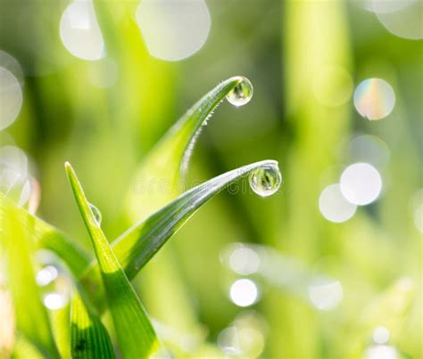 Dew drops on green grass stock photo. Image of growth - 101630694