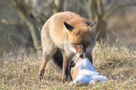 "Red Fox with prey 2" by DutchLumix | Redbubble