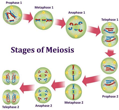 Lab Tests Infostages of meiosis picture diagram | Lab Tests Info