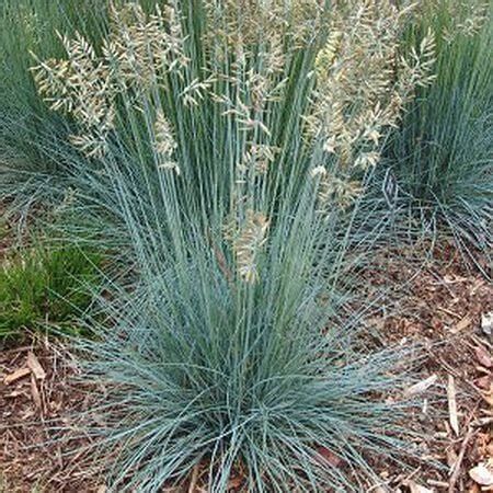 Blue fescue, Ornamental Grass Seeds | Urban Farmer