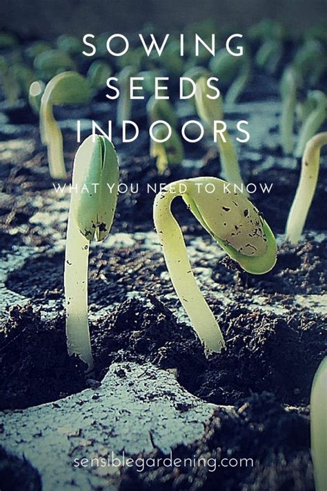 Sowing Seeds Indoors with Sensible Gardening | Indoor vegetable gardening, Indoor hydroponic ...