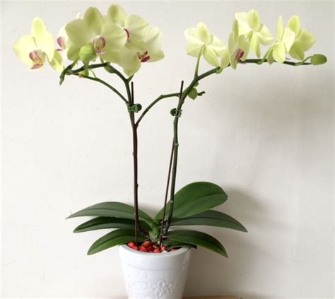 927 Green Orchid – Orchid Hub