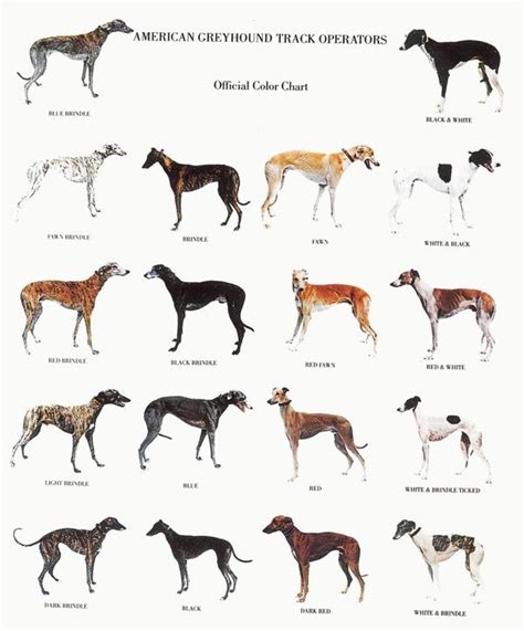 greyhound colours | AKC & FSS Dog Breeds | Pinterest | Colors, The o ...