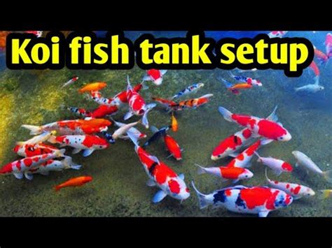 koi fish tank setup decoration ideas | Koi fish tank mates | Fish AQUARIUM Decoration ideas ...