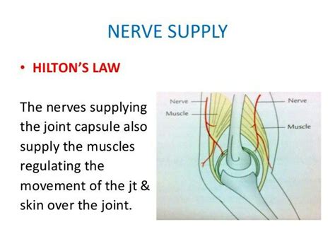 Hilton's law of nerve supply... | Anatomy, Surgery, Nerve