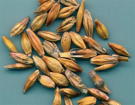 Marketing fusarium-damaged wheat - Grainews