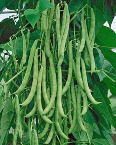 Heirloom Kentucky Wonder Pole Beans 20 Seeds by Sow No GMO - Container ...