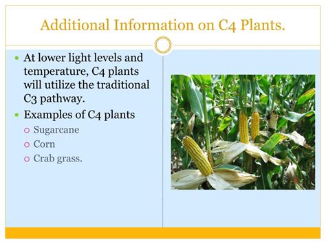 PPT - Photorespiration PowerPoint Presentation, free download - ID:1197514