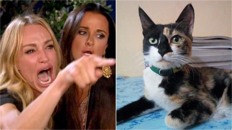 Angry Woman Yelling At Cat Meme Generator : Invideo's meme generator helps you make the funniest ...