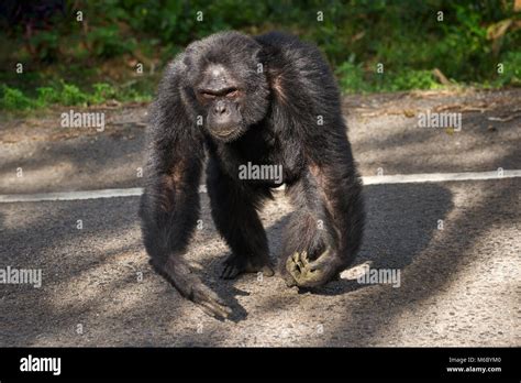 Alpha male Chimpanzee crossing road near visitor Kimbale Forest National Park Uganda Africa ...