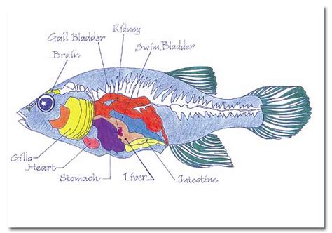 Desert Pupfish DesertUSA