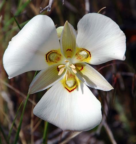 Red Cliffs Desert Reserve » Sego Lily (calchortus nutallii)