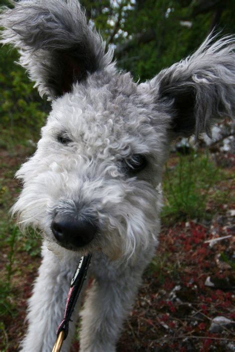 AKC Adds Pumi to Lengthy Roster of Breeds | Pumi dog, Dog breeds, Dog face